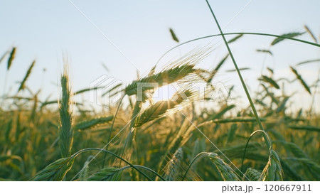 Green Wheat Field Some Spikelets Moving Slowly In Wind. Green Young Wheat Sprouts On Agricultural Field. Seedlings Of Young Shoots On Field In Spring. Gimbal Stabilize. 120667911