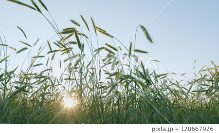 Young Wheat Sprouts. Ears Of Wheat Are Slowly Swaying In Wind. Agricultural Field With Green Wheat In Spring Season. Lush Wheat Grows In Agricultural Field. Wide shot. 120667926