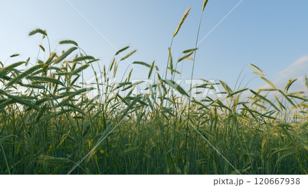 Wheat Plants Ear Or Pods. Natural Background. Field Of Young Green Wheat. Green Field Of Young Wheat. Large Harvest Of Wheat In Summer On Field Landscape. Close Up. 120667938
