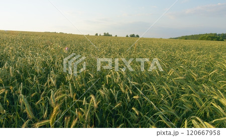 Agricultural Landscape. Young Shoots Of Winter Wheat In Spring. Wheat Cultivation. Agriculture Farm. Fresh Green Grass In Windy Weather. Naturalness. Gimbal shot. Agricultural Landscape. Young Shoots Of Winter Wheat In Spring. Wheat Cultivation. Agriculture Farm. Fresh Green Grass In Windy Weather. Naturalness. Gimbal shot. 120667958