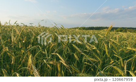 Green Wheat Field Some Spikelets Moving Slowly In Wind. Green Young Wheat Sprouts On Agricultural Field. Seedlings Of Young Shoots On Field In Spring. Gimbal shot. Green Wheat Field Some Spikelets Moving Slowly In Wind. Green Young Wheat Sprouts On Agricultural Field. Seedlings Of Young Shoots On Field In Spring. Gimbal shot. 120667959