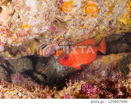 水中洞窟にいる美しいゴマヒレキントキ(キントキダイ科)、ミナミハタンポ(ハタンポ科)他群れ。ヒリゾ浜 水中洞窟にいる美しいゴマヒレキントキ(キントキダイ科)、ミナミハタンポ(ハタンポ科)他群れ。ヒリゾ浜 120667986