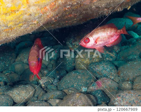 水中洞窟にいる美しいゴマヒレキントキ（キントキダイ科）、ミナミハタンポ（ハタンポ科）他群れ。ヒリゾ浜 120667989