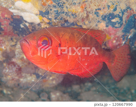水中洞窟にいる美しいゴマヒレキントキ(キントキダイ科)、ミナミハタンポ(ハタンポ科)他群れ。ヒリゾ浜 水中洞窟にいる美しいゴマヒレキントキ(キントキダイ科)、ミナミハタンポ(ハタンポ科)他群れ。ヒリゾ浜 120667990
