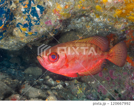 水中洞窟にいる美しいゴマヒレキントキ（キントキダイ科）、ミナミハタンポ（ハタンポ科）他群れ。ヒリゾ浜 120667992