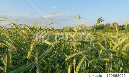 Green Wheat Field Some Spikelets Moving Slowly In Wind. Green Young Wheat Sprouts On Agricultural Field. Seedlings Of Young Shoots On Field In Spring. Wide shot. 120668021