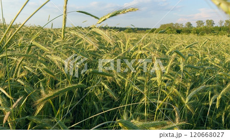 Green Wheat Sprouts On Field. Detail Young Wheat Plants. Green Young Wheat In Spring Season In Sunny Weather. Wheats Crop Field Swaying Though Wind. Steadicam Shot. Green Wheat Sprouts On Field. Detail Young Wheat Plants. Green Young Wheat In Spring Season In Sunny Weather. Wheats Crop Field Swaying Though Wind. Steadicam Shot. 120668027