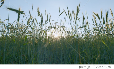 Green Field Of Early Wheat At Sunset Sunset Sunlight Movement. Ears Of Green Wheat. Large Field Of Green Young Wheat Against A Sky. Concept Of Life. Slow motion. 120668070