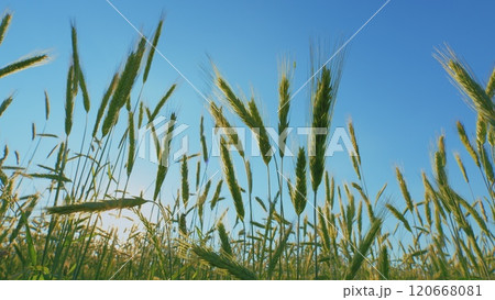 Green Field Of Early Wheat At Sunset Sunset Sunlight Movement. Ears Of Green Wheat. Large Field Of Green Young Wheat Against A Sky. Concept Of Life. Gimbal Stabilize. Green Field Of Early Wheat At Sunset Sunset Sunlight Movement. Ears Of Green Wheat. Large Field Of Green Young Wheat Against A Sky. Concept Of Life. Gimbal Stabilize. 120668081