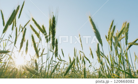 Agriculture Farm. Grain Green Healthy Wheat Trunks. Green Grass Sways In Wind Beautiful Green Wheat Field Agriculture Farm Concept. Agro Industry. Gimbal Stabilize. Agriculture Farm. Grain Green Healthy Wheat Trunks. Green Grass Sways In Wind Beautiful Green Wheat Field Agriculture Farm Concept. Agro Industry. Gimbal Stabilize. 120668082