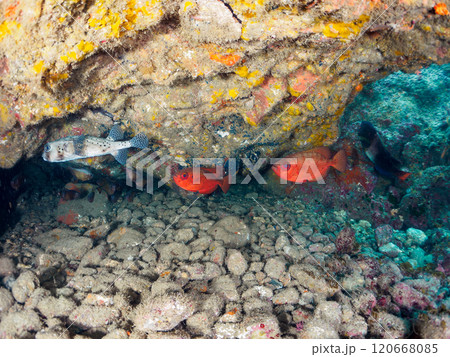 水中洞窟の美しいゴマヒレキントキ、イシガキフグ、ミナミハタンポ他の群れ 賀茂郡南伊豆町中木ヒリゾ浜 水中洞窟の美しいゴマヒレキントキ、イシガキフグ、ミナミハタンポ他の群れ 賀茂郡南伊豆町中木ヒリゾ浜 120668085
