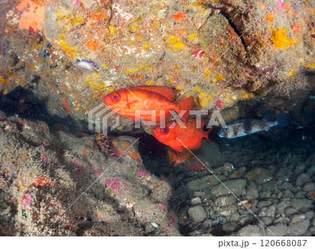 水中洞窟の美しいゴマヒレキントキ、イシガキフグ、ミナミハタンポ他の群れ 賀茂郡南伊豆町中木ヒリゾ浜 水中洞窟の美しいゴマヒレキントキ、イシガキフグ、ミナミハタンポ他の群れ 賀茂郡南伊豆町中木ヒリゾ浜 120668087