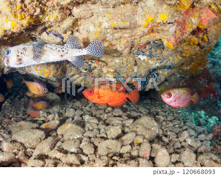 水中洞窟の美しいゴマヒレキントキ、イシガキフグ、ミナミハタンポ他の群れ 賀茂郡南伊豆町中木ヒリゾ浜 水中洞窟の美しいゴマヒレキントキ、イシガキフグ、ミナミハタンポ他の群れ 賀茂郡南伊豆町中木ヒリゾ浜 120668093