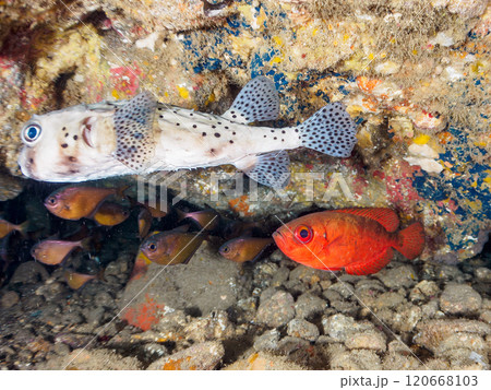 水中洞窟の美しいゴマヒレキントキ、イシガキフグ、ミナミハタンポ他の群れ 賀茂郡南伊豆町中木ヒリゾ浜 120668103