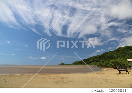 由布島の牛 120668114