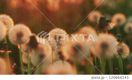 Dandelion Seeds Background. Wind Gently Blows. Fluffy Dandelion Bulb Across Sunlit Countryside. Spring Themes. Slow motion. 120668143