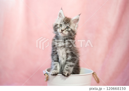 ピンクバックと鉢カバーに入ったメインクーンの仔猫 120668150