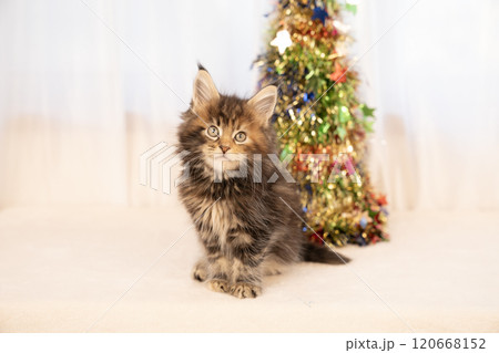 クリスマスのオブジェとメインクーンの仔猫 120668152