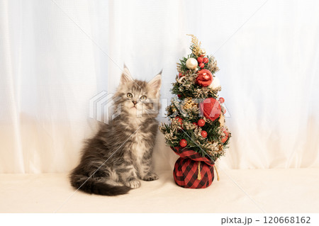 クリスマスツリーと微笑むメインクーンの仔猫 クリスマスツリーと微笑むメインクーンの仔猫 120668162