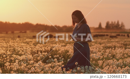Happy Young Caucasian Woman Walks On A Blooming White Field Of Dandelion. Free Woman Brunette Walks Through A Dandelion Field. Gimbal Stabilize. 120668173