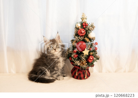 クリスマスのオブジェとメインクーンの仔猫 クリスマスのオブジェとメインクーンの仔猫 120668223