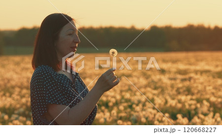 brunette Woman In A Dress Enjoying Summer In Countryside At Sunset. Beautiful Young Woman In A Field Blow Dandelion. Gimbal shot. 120668227