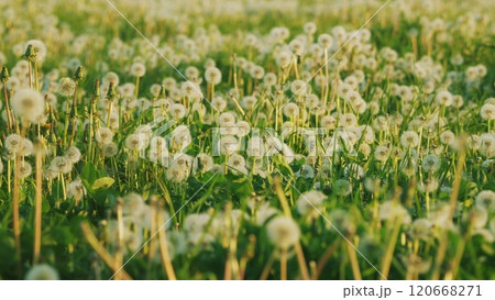 Freedom To Wish. Dandelion Seeds Against Natural Background. Evening Breeze Sway Soft White Seeds On A Dandelion Blossom At Sunset. Slow motion. 120668271