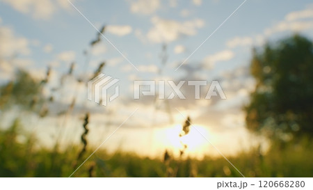 Summer Nature. Tall Grass In Field At Sunset. Warm Glow Of Setting Sun Filters Through Tall Grass In A Peaceful Meadow. Gimbal Stabilize. Summer Nature. Tall Grass In Field At Sunset. Warm Glow Of Setting Sun Filters Through Tall Grass In A Peaceful Meadow. Gimbal Stabilize. 120668280