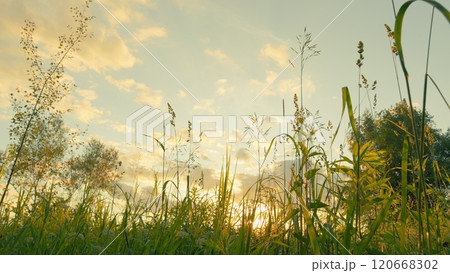 Summer Nature. Tall Grass In Field At Sunset. Warm Glow Of Setting Sun Filters Through Tall Grass In A Peaceful Meadow. Gimbal shot. Summer Nature. Tall Grass In Field At Sunset. Warm Glow Of Setting Sun Filters Through Tall Grass In A Peaceful Meadow. Gimbal shot. 120668302