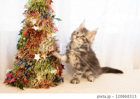 クリスマスのオブジェとメインクーンの仔猫 クリスマスのオブジェとメインクーンの仔猫 120668313
