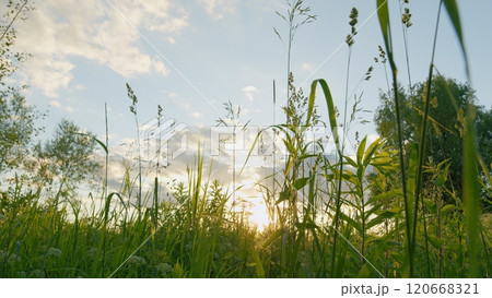 Tall Grass In A Green Wild Meadow. Grass Straw With Backlight At Sunset With Sun Ray At Golden Hour. Gimbal shot. 120668321