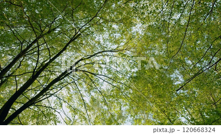 Beautiful Sun Rays Illuminating A Coniferous Forest. Landscape And Natural Environment Concept. Forest At Sunrise On A Summers Day With Light Through Branches. Gimbal Stabilize. 120668324