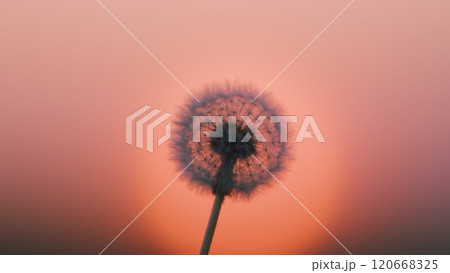 Dandelion Seeds On A Beautiful Background. Dandelion Seeds Background. Dandelions Flower Head Has Transformed Into A Perfect Sphere Of Seeds. Slow motion. Dandelion Seeds On A Beautiful Background. Dandelion Seeds Background. Dandelions Flower Head Has Transformed Into A Perfect Sphere Of Seeds. Slow motion. 120668325