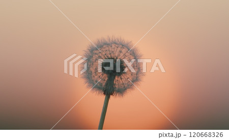 Dandelion On Meadow Background. Natural Green Blurred Summer Background. Dandelion Seed Head In A Wind. Dreaming Concept. Slow motion. 120668326
