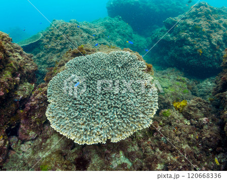 テーブルサンゴに集まる、美しいソラスズメダイ（スズメダイ科）他の群れ。伊豆賀茂郡南伊豆町中木ヒリゾ浜 120668336