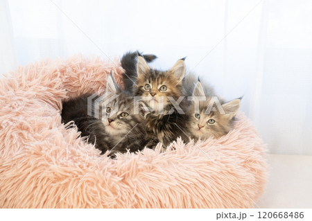 ピンクのベッドに入った3匹の仔猫 120668486