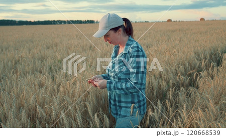 Woman Hands Moves Across golden Wheat Field Touching Cereal Crops At Sunset. Agriculture Nature Concept. Steadicam Shot. 120668539