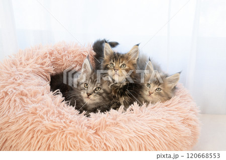 ピンクのベッドに入った3匹の仔猫 120668553