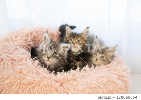 ピンクのベッドに入った3匹の仔猫 ピンクのベッドに入った3匹の仔猫 120668554