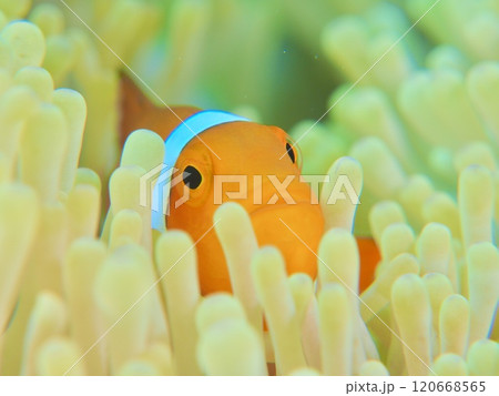 カクレクマノミのアップ 120668565