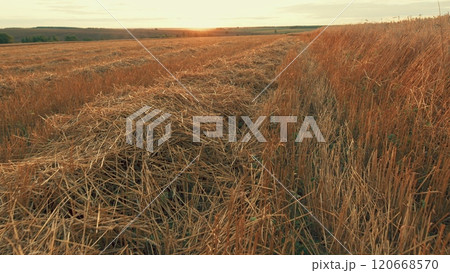 Extensive Harvested Grain Field. Beautiful Views Of Countryside. Hay On A Harvested Wheat Field. Steadicam Shot. Extensive Harvested Grain Field. Beautiful Views Of Countryside. Hay On A Harvested Wheat Field. Steadicam Shot. 120668570