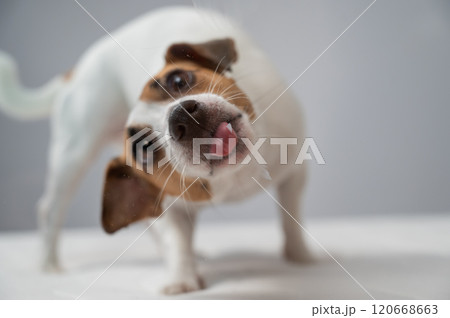 Jack Russell Terrier dog licking transparent glass on white background.  120668663
