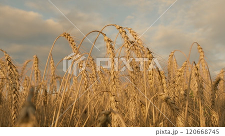 Cultivation Of Wheat Grain. Ripe Wheat Stalks Moving Gently In Wind. Agricultural Themes. Farm And Countryside Landscape. Gentle Wind. Gimbal shot. Cultivation Of Wheat Grain. Ripe Wheat Stalks Moving Gently In Wind. Agricultural Themes. Farm And Countryside Landscape. Gentle Wind. Gimbal shot. 120668745