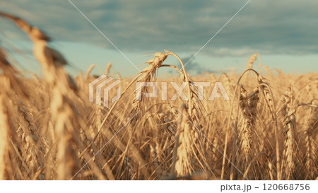 Agronomic Business. Common Wheat. Yellow Wheat Field In Summer. Ripe Cereal Harvest Against Sky. Grain Crops. Nature Rural Landscape. Slow motion. Agronomic Business. Common Wheat. Yellow Wheat Field In Summer. Ripe Cereal Harvest Against Sky. Grain Crops. Nature Rural Landscape. Slow motion. 120668756