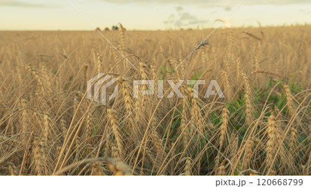 Spikelets Of Wheat With Grain Are Shaken By Wind. Golden Fields With Ripe Wheat Stalk. Agricultural Wheat Field. Farming Ecological Nature Wheat Germ Concept. Gimbal Stabilize. 120668799