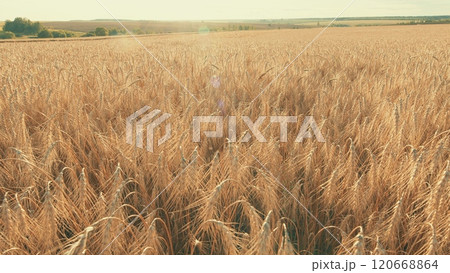 Agricultural Agrarian Field Of Industrial Cultivation. Wind Shakes Ear. Flying Over Ears Of Wheat Grains. Agricultural Landscape. Slow motion. 120668864