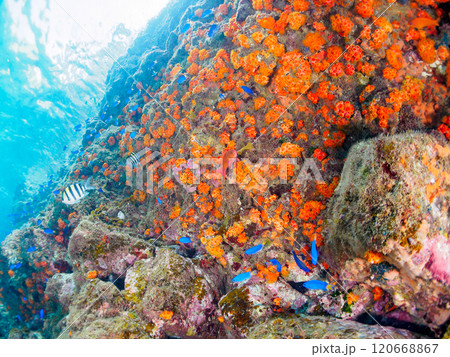 イボヤギ他が生えるドロップオフのキンギョハナダイ、ソラスズメダイ、オヤビッチャ他群れ 中木ヒリゾ浜 イボヤギ他が生えるドロップオフのキンギョハナダイ、ソラスズメダイ、オヤビッチャ他群れ 中木ヒリゾ浜 120668867