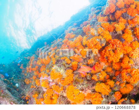 イボヤギ他が生えるドロップオフのキンギョハナダイ、ソラスズメダイ、オヤビッチャ他群れ 中木ヒリゾ浜 120668878