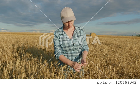 Agricultural Business. Professional Female Farmer Examining Wheat Crops In European Field. Female Farmer Is Enjoying Nature Around. Gimbal shot. 120668942