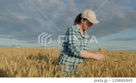 Woman Farmer. Farmer In A Wheat Field Checking Wheat Quality And Job Well Done. Woman Farmer Working On Wheat Field. Gimbal shot. Woman Farmer. Farmer In A Wheat Field Checking Wheat Quality And Job Well Done. Woman Farmer Working On Wheat Field. Gimbal shot. 120668943
